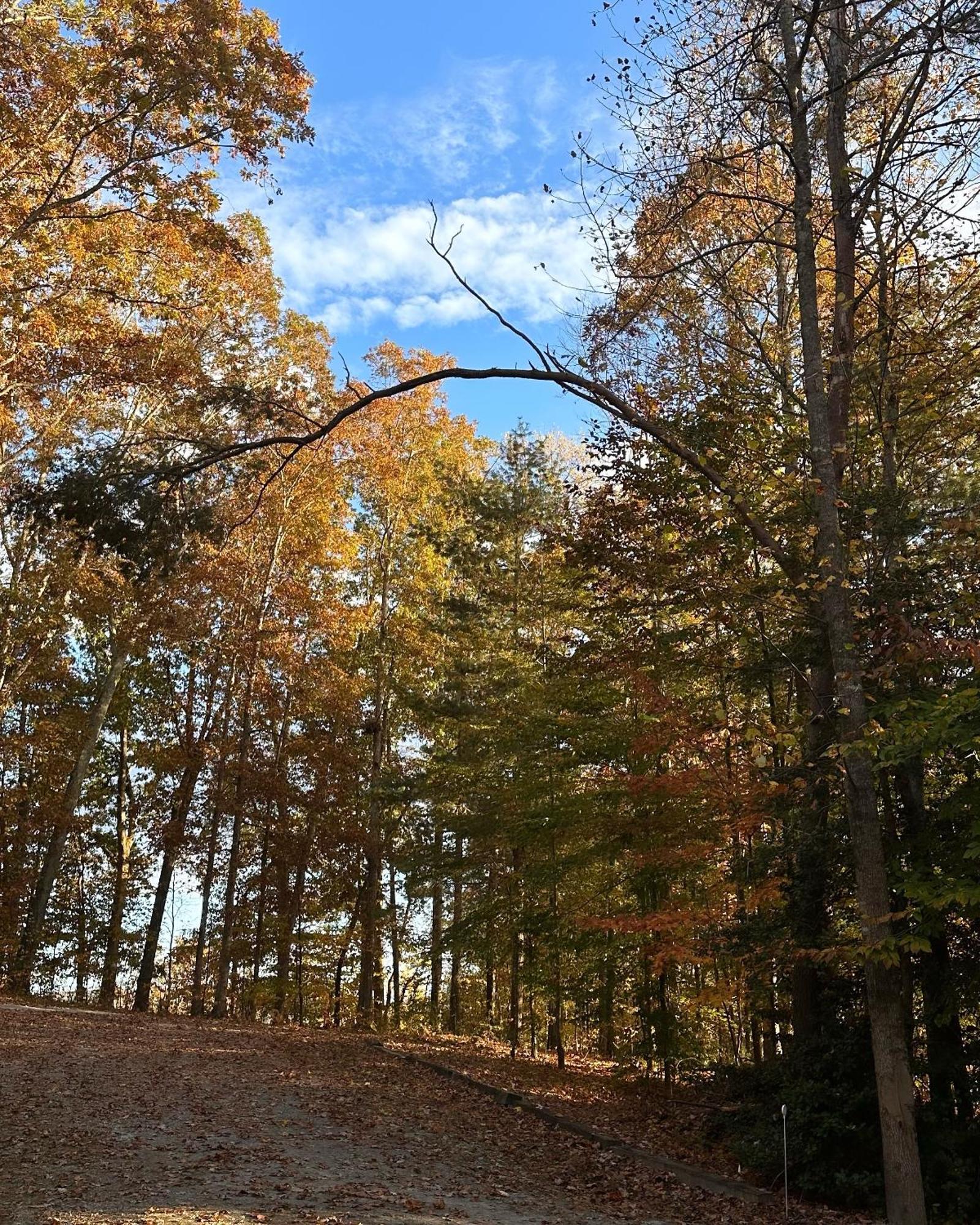 Appalachian Mountain Cabin-Updated-Private-Rafting On Ocoee River-Hiking-Waterfalls-Wifi-Pets Ok ميرفي المظهر الخارجي الصورة